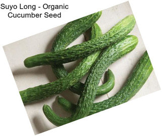 Suyo Long - Organic Cucumber Seed