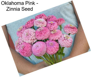 Oklahoma Pink - Zinnia Seed