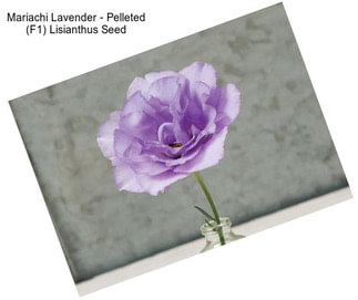 Mariachi Lavender - Pelleted (F1) Lisianthus Seed
