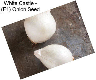 White Castle - (F1) Onion Seed