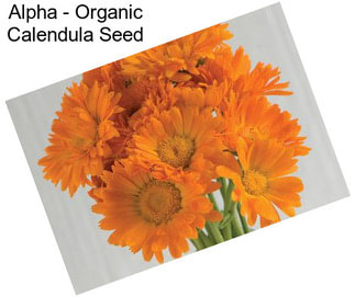 Alpha - Organic Calendula Seed