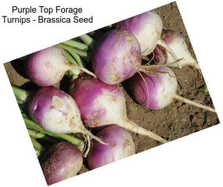 Purple Top Forage Turnips - Brassica Seed