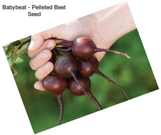 Babybeat - Pelleted Beet Seed