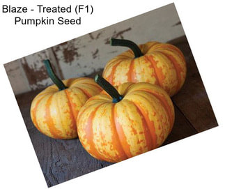Blaze - Treated (F1) Pumpkin Seed