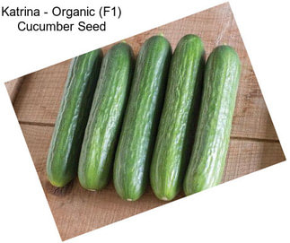 Katrina - Organic (F1) Cucumber Seed