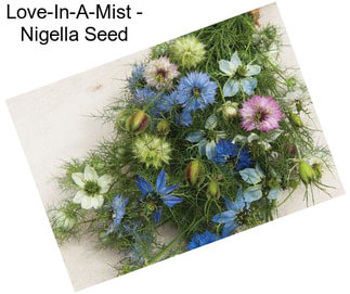 Love-In-A-Mist - Nigella Seed