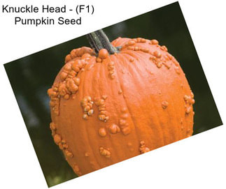 Knuckle Head - (F1) Pumpkin Seed