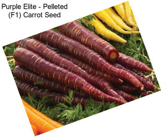 Purple Elite - Pelleted (F1) Carrot Seed