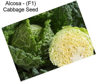 Alcosa - (F1) Cabbage Seed