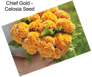 Chief Gold - Celosia Seed