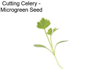Cutting Celery - Microgreen Seed