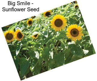 Big Smile - Sunflower Seed