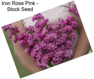 Iron Rose Pink - Stock Seed