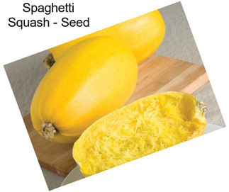 Spaghetti Squash - Seed