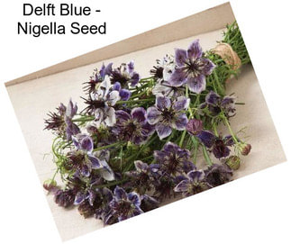 Delft Blue - Nigella Seed