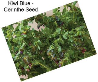 Kiwi Blue - Cerinthe Seed