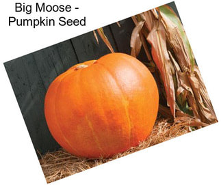 Big Moose - Pumpkin Seed