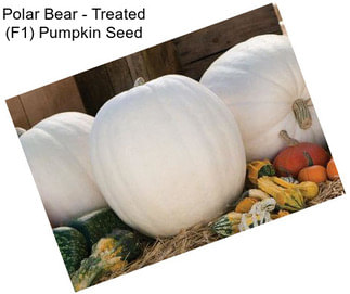 Polar Bear - Treated (F1) Pumpkin Seed