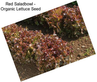 Red Saladbowl - Organic Lettuce Seed