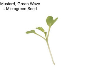 Mustard, Green Wave - Microgreen Seed