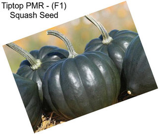 Tiptop PMR - (F1) Squash Seed