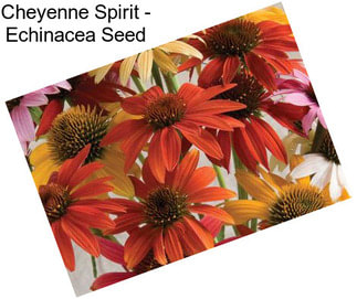 Cheyenne Spirit - Echinacea Seed