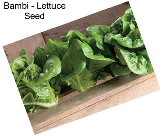 Bambi - Lettuce Seed