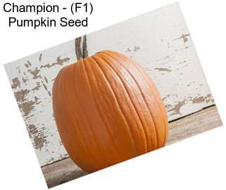 Champion - (F1) Pumpkin Seed