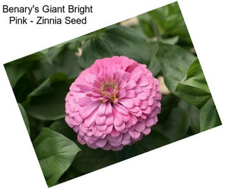 Benary\'s Giant Bright Pink - Zinnia Seed
