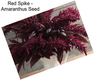 Red Spike - Amaranthus Seed