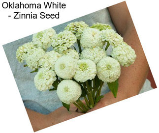 Oklahoma White - Zinnia Seed