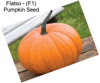 Flatso - (F1) Pumpkin Seed