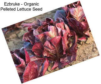 Ezbruke - Organic Pelleted Lettuce Seed