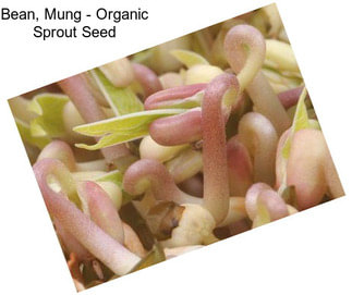 Bean, Mung - Organic Sprout Seed