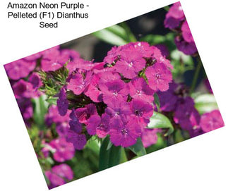 Amazon Neon Purple - Pelleted (F1) Dianthus Seed