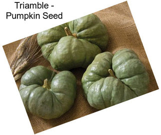 Triamble - Pumpkin Seed