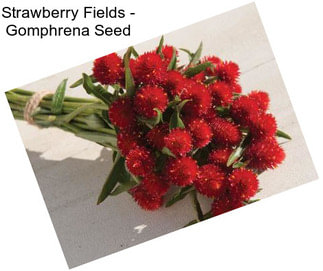 Strawberry Fields - Gomphrena Seed