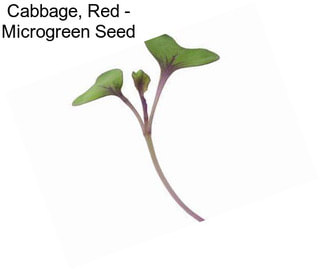 Cabbage, Red - Microgreen Seed