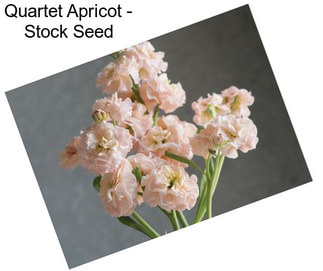 Quartet Apricot - Stock Seed