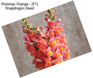 Potomac Orange - (F1) Snapdragon Seed