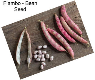 Flambo - Bean Seed