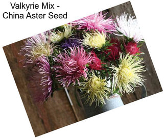 Valkyrie Mix - China Aster Seed