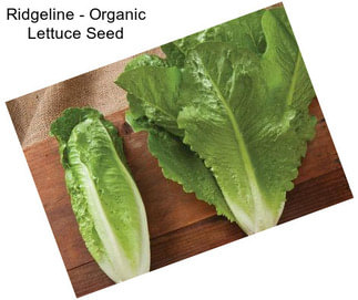 Ridgeline - Organic Lettuce Seed