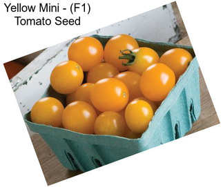 Yellow Mini - (F1) Tomato Seed