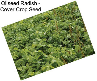 Oilseed Radish - Cover Crop Seed