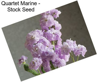 Quartet Marine - Stock Seed