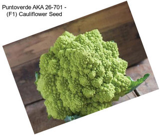 Puntoverde AKA 26-701 - (F1) Cauliflower Seed