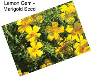 Lemon Gem - Marigold Seed