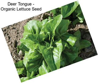 Deer Tongue - Organic Lettuce Seed