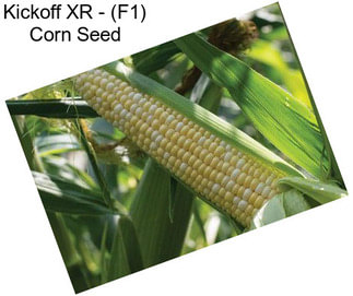 Kickoff XR - (F1) Corn Seed